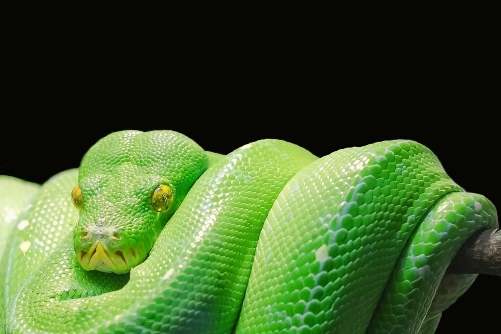 Cobra verde enrolada representando os sinais de amor tóxico em um relacionamento